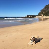 Lilli Pilli Sublime At The Beach - Family & Dog Friendly